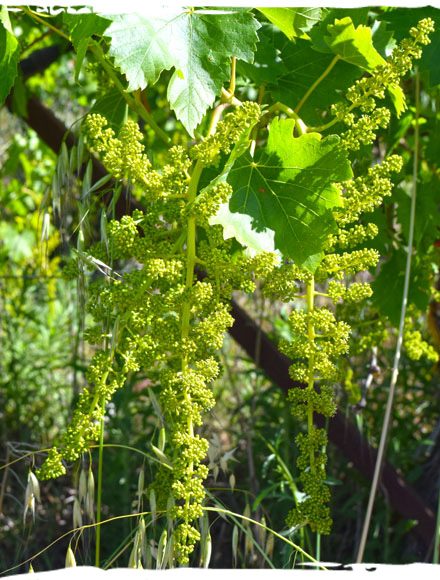 Golden-Virgin-Organic-Foods-Trace-the-roots